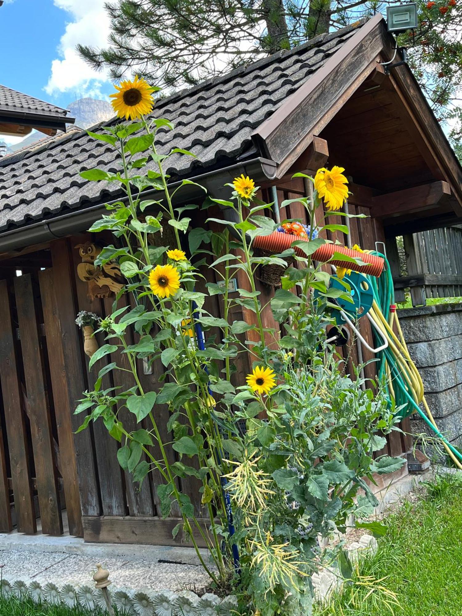 Mes Lastei Apartment กัมปีเตลโลดีฟัสซา ภายนอก รูปภาพ